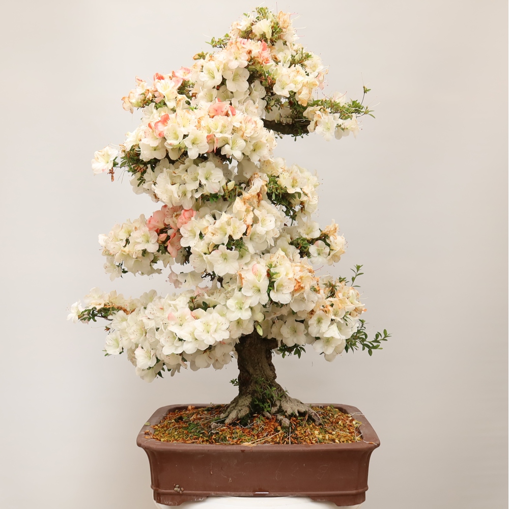 Venkovní bonsai - Japonská azalka - Azalea Tochizumi