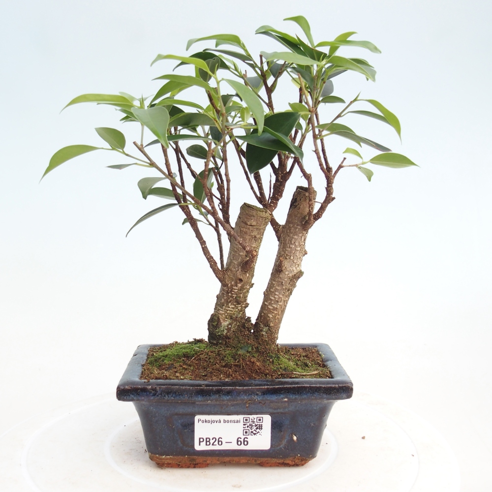 Pokojová bonsai Ficus retusa kimmen