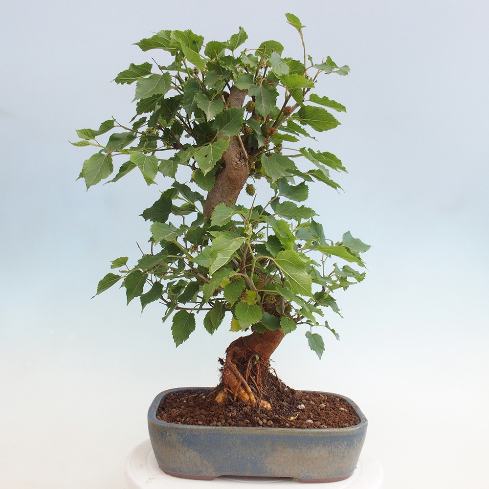 Venkovní bonsai -Morus alba - moruše