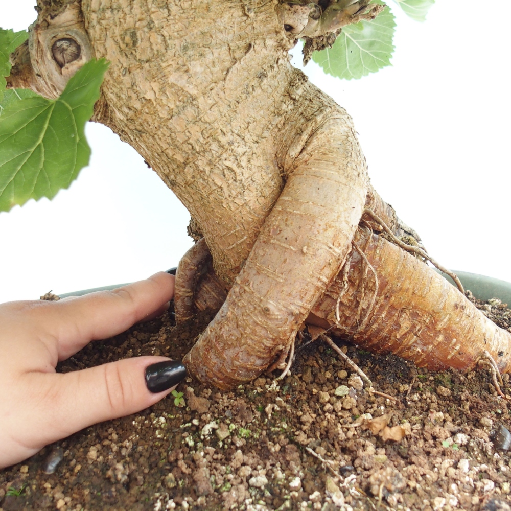 Venkovní bonsai -Morus alba - moruše