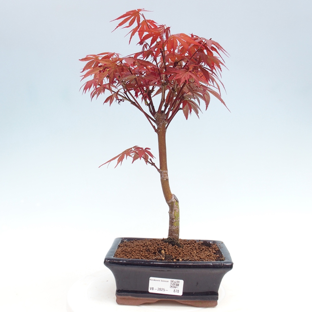 Venkovní bonsai - Acer palm. Atropurpureum-Javor dlanitolistý