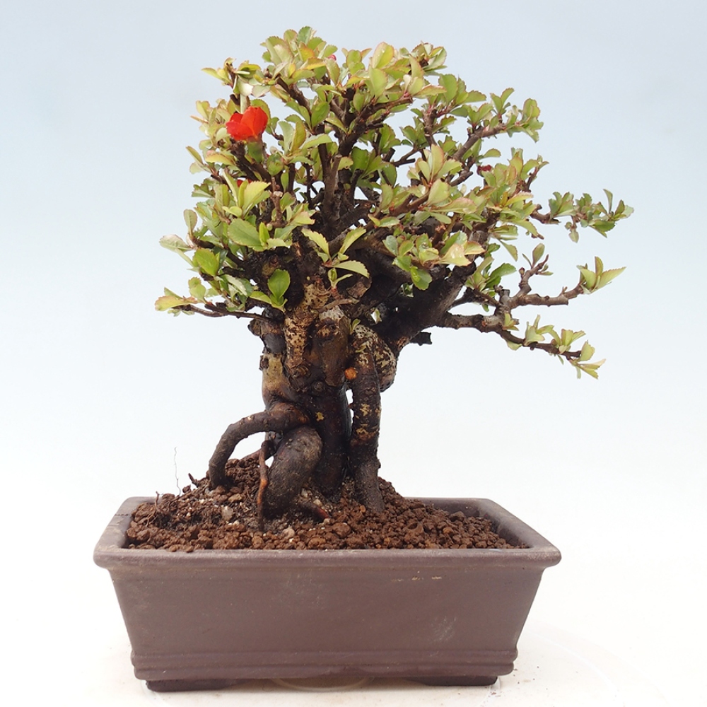 Venkovní  bonsai -  Chaneomeles speciosa - Kdoulovec ozdobný