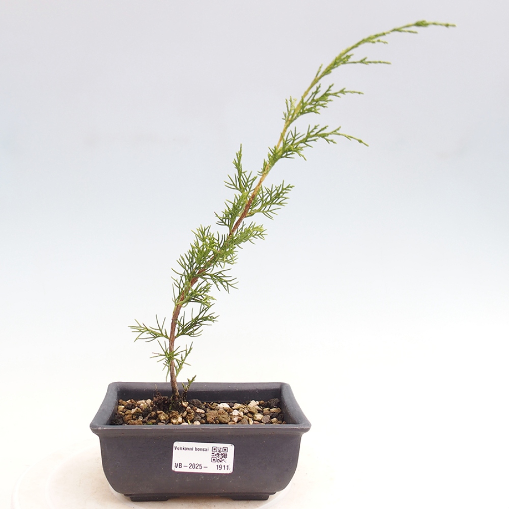 Venkovní bonsai - Juniperus chinensis Itoigawa -Jalovec čínský