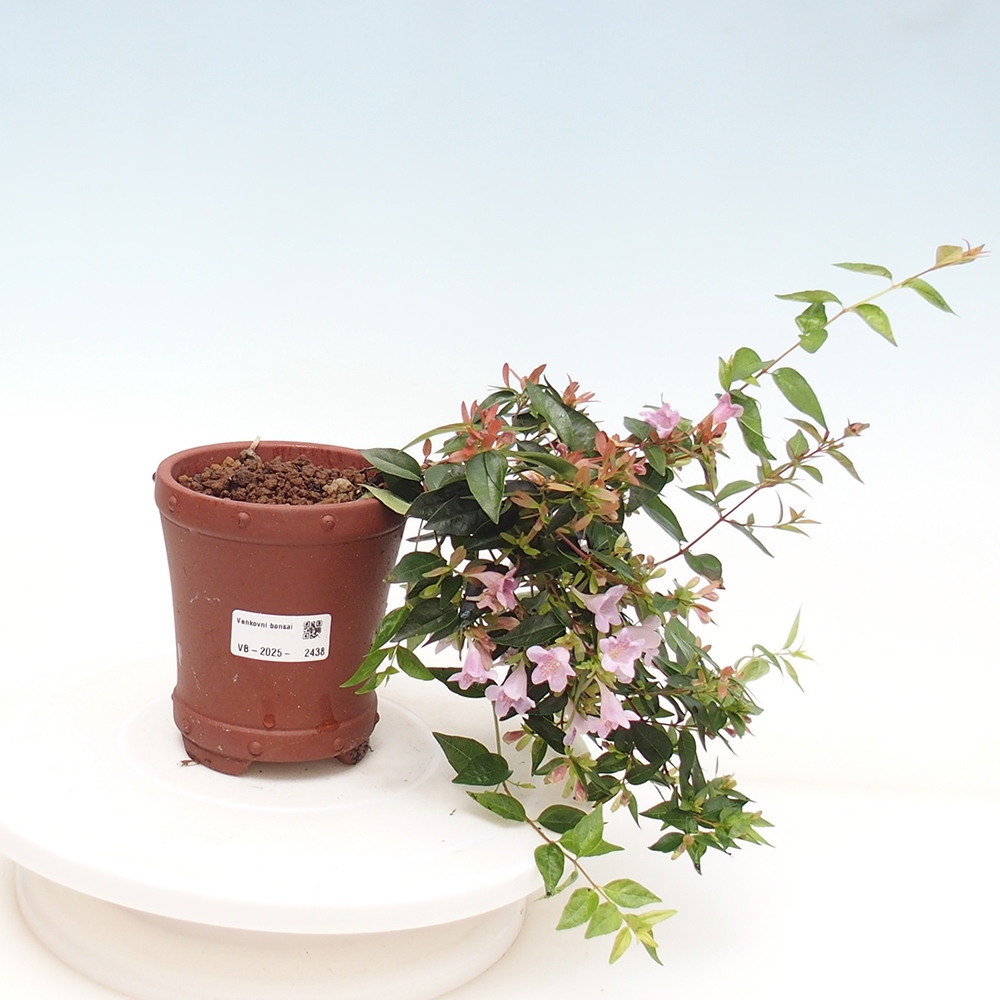 Venkovní bonsai - Abelia Grandiflora - Abélie velkokvětá