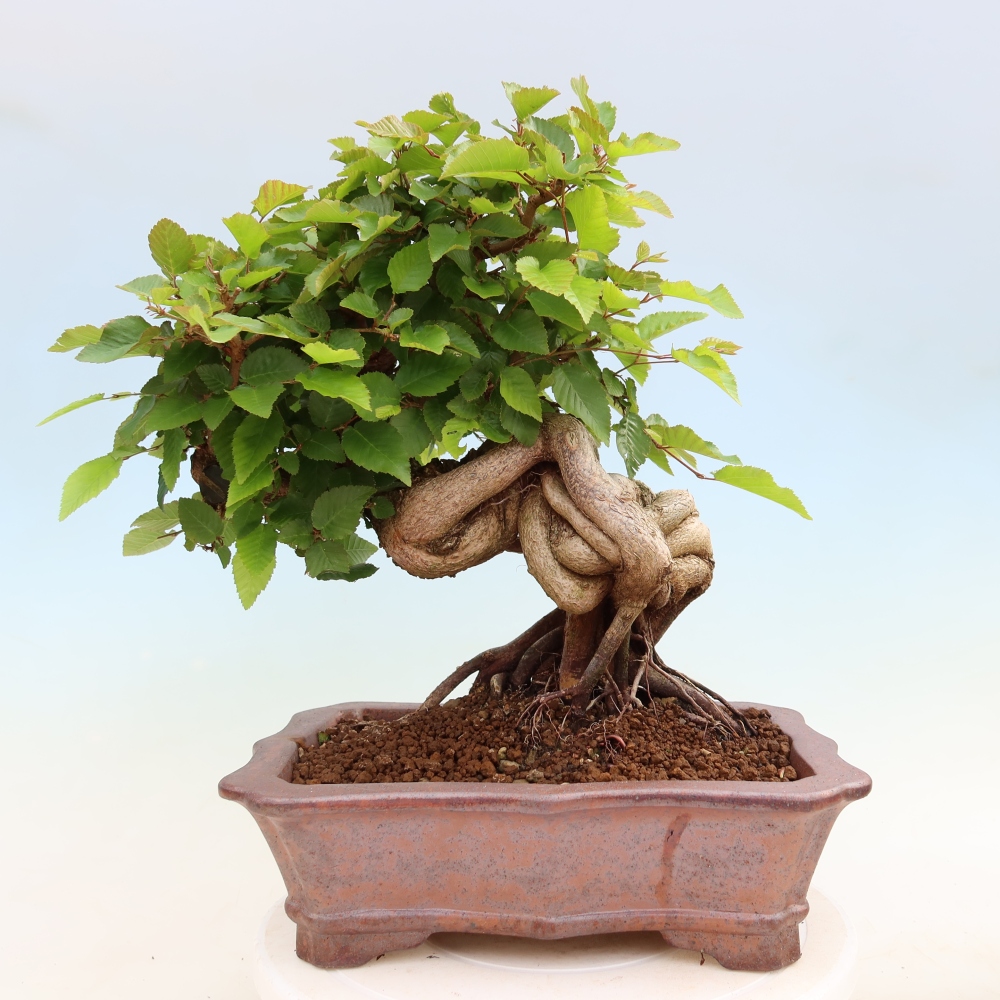 Venkovní bonsai -Carpinus Coreana - Habr korejský