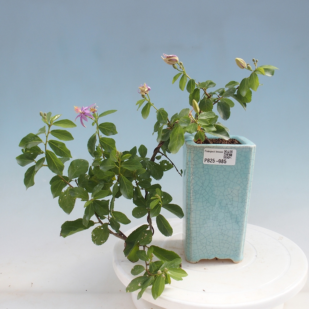 Pokojová bonsai - Grewia occidentalis - Hvězdice levandulová
