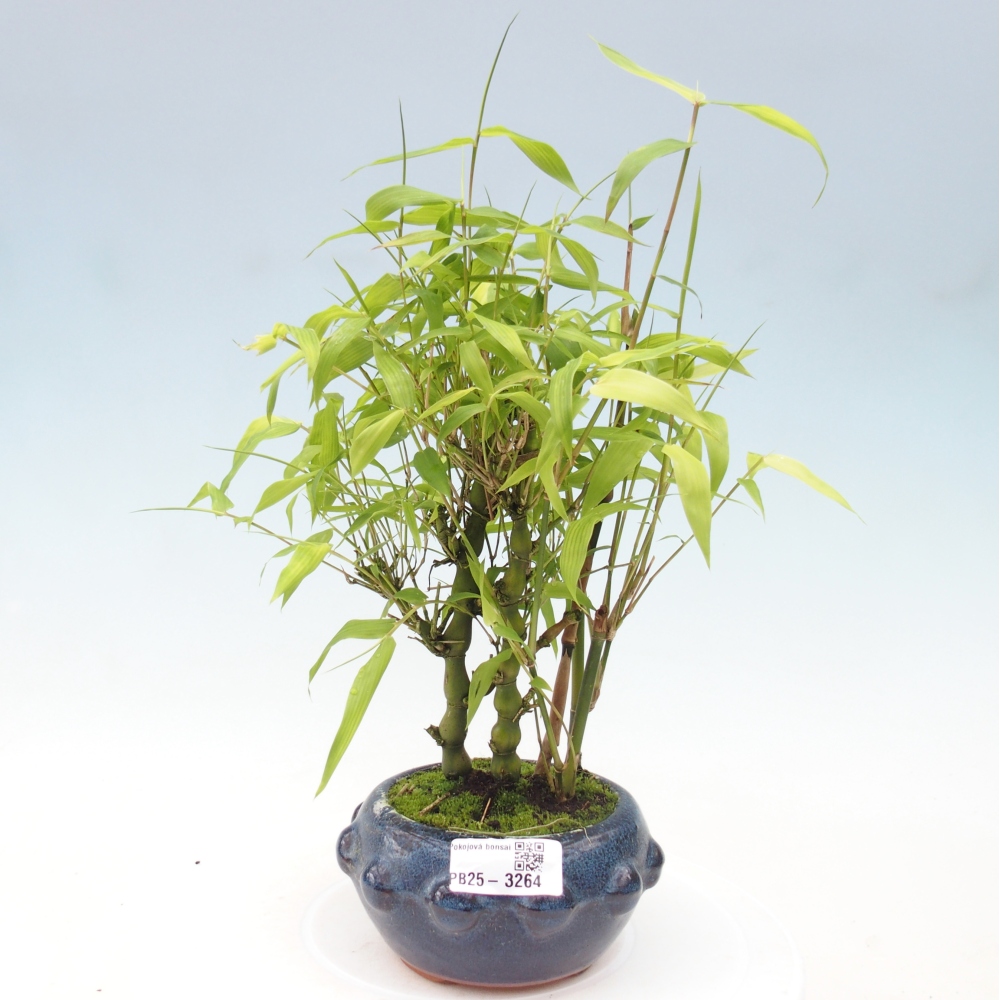 Pokojová bonsai - Bambus budha-Bambus budhovo břicho