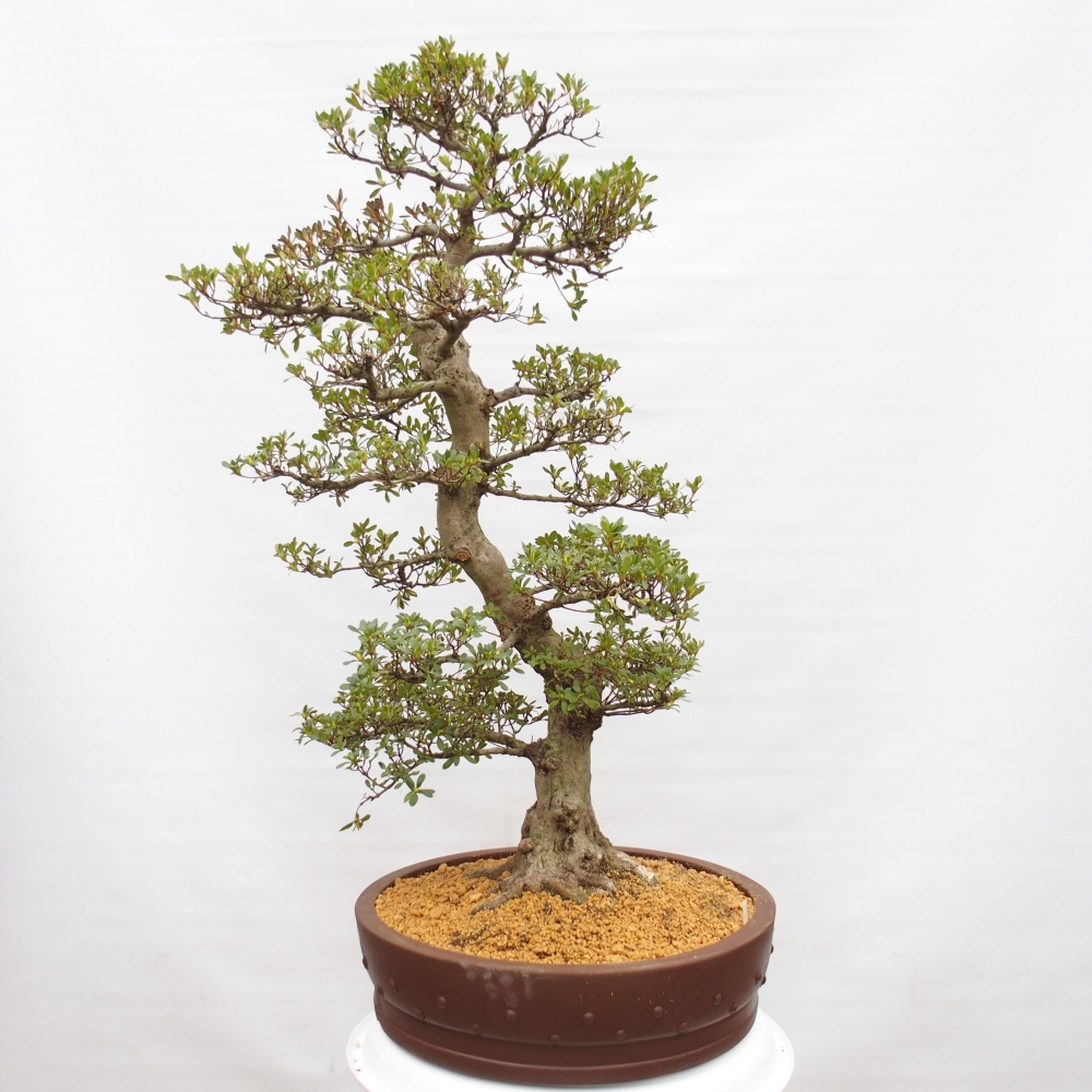 Venkovní bonsai - Japonská azalka - Azalea Ai-no-Tsuki