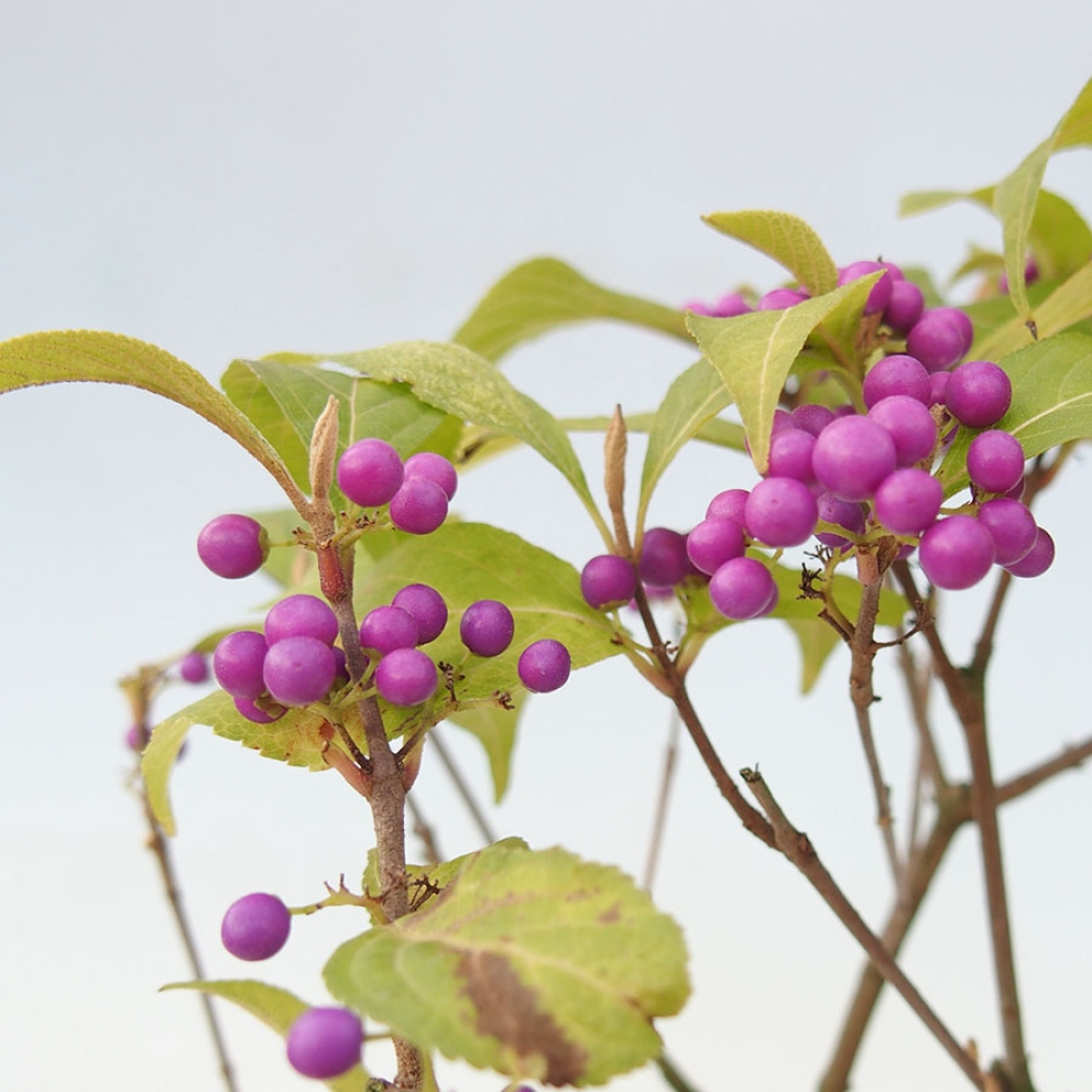 Venkovní bonsai - krásnoplodka - Callicarpa bodinierova profusion