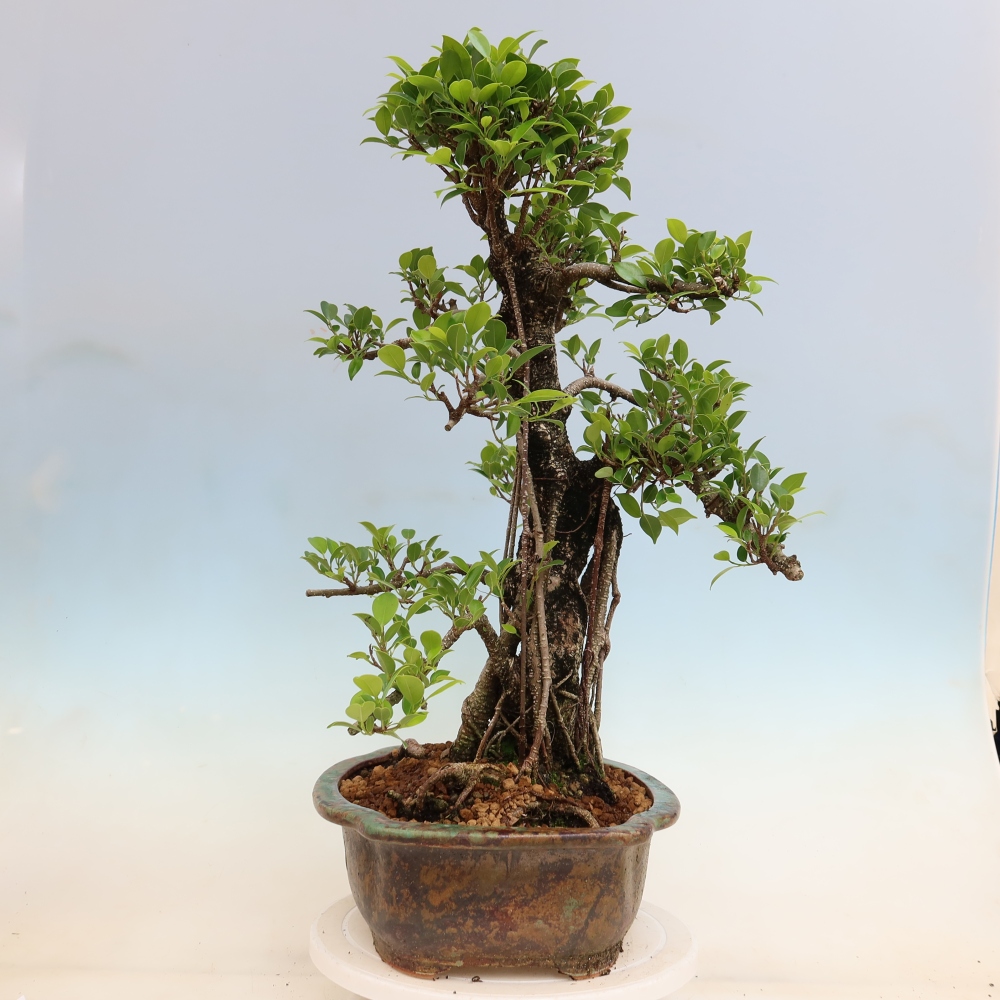 Pokojová bonsai - Ficus kimmen -  malolistý fíkus