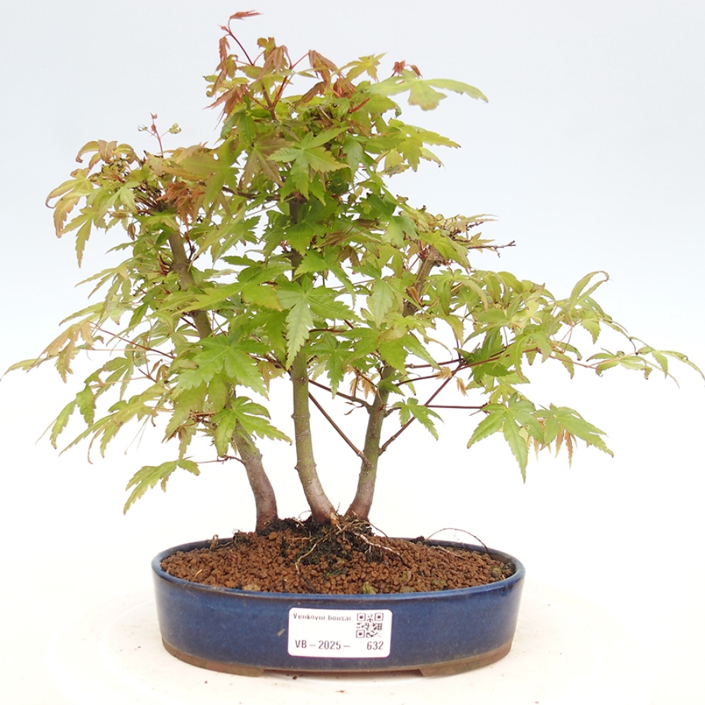 Venkovní bonsai - Acer palmatum  - Javor dlanitolistý