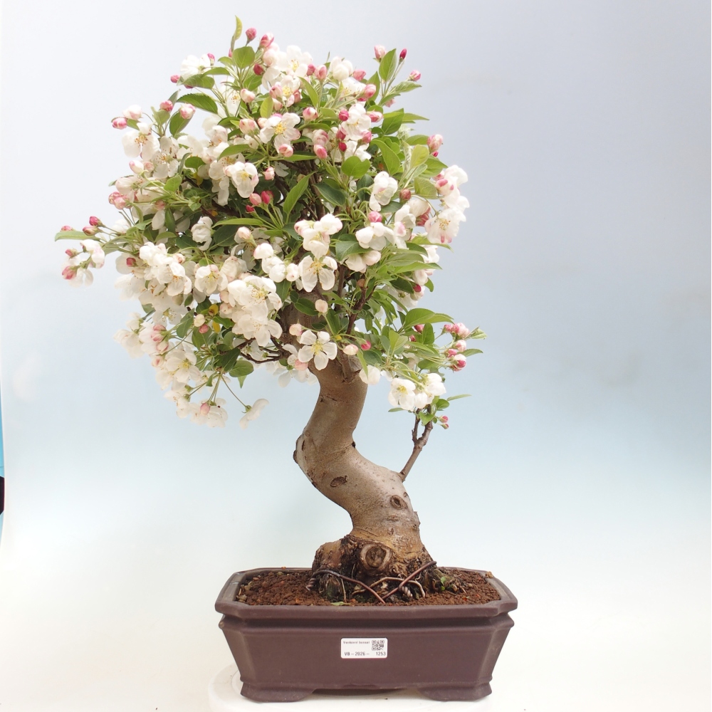 Venkovní bonsai -Malus halliana - Maloplodá jabloň