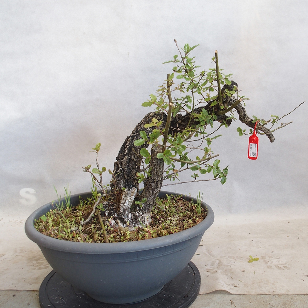Venkovní bonsai Quercus Cerris - Dub Cer