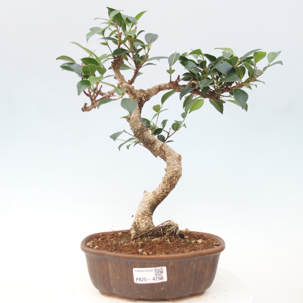 Pokojová bonsai - Ficus retusa -  malolistý fíkus