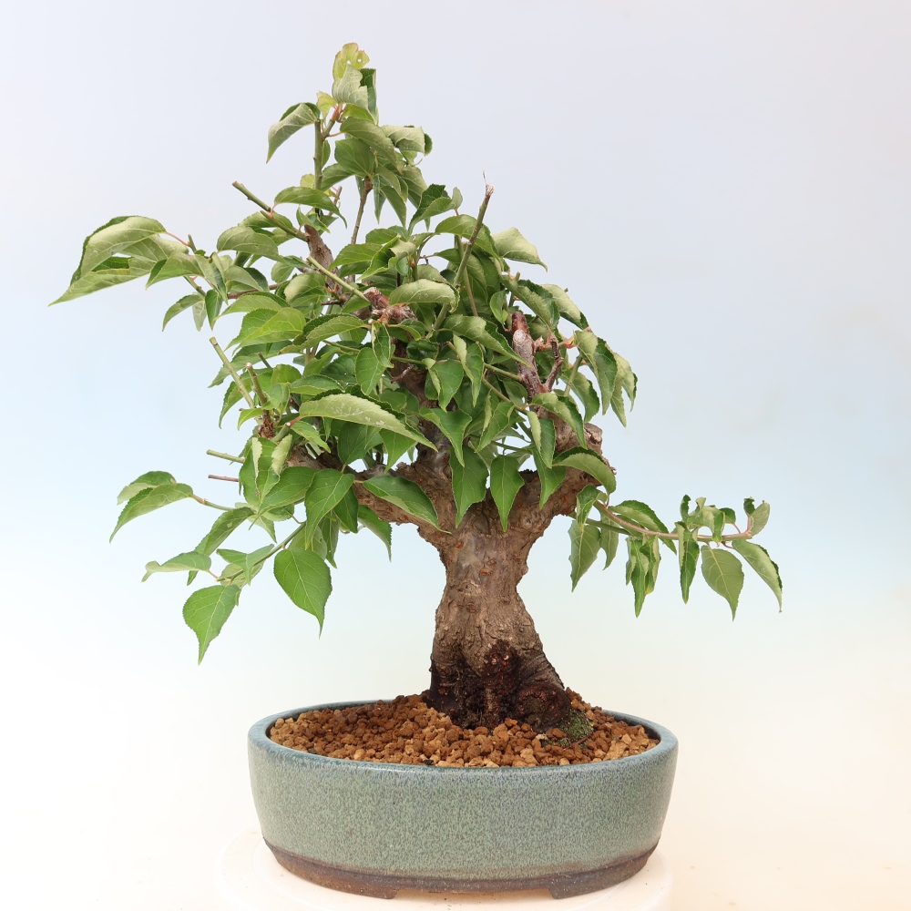 Venkovní bonsai -Japonská meruňka - Prunus Mume