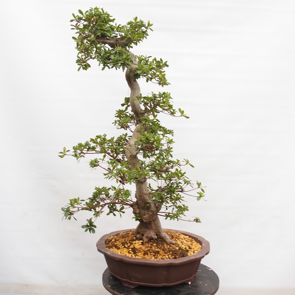 Venkovní bonsai - Japonská azalka - Azalea Yama-no-Hikari