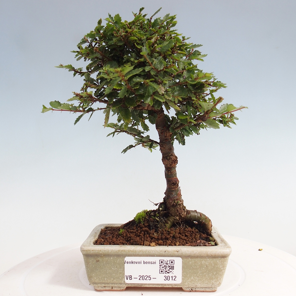 Venkovní bonsai - Ulmus parvifolia Sagei - Malolistý jilm