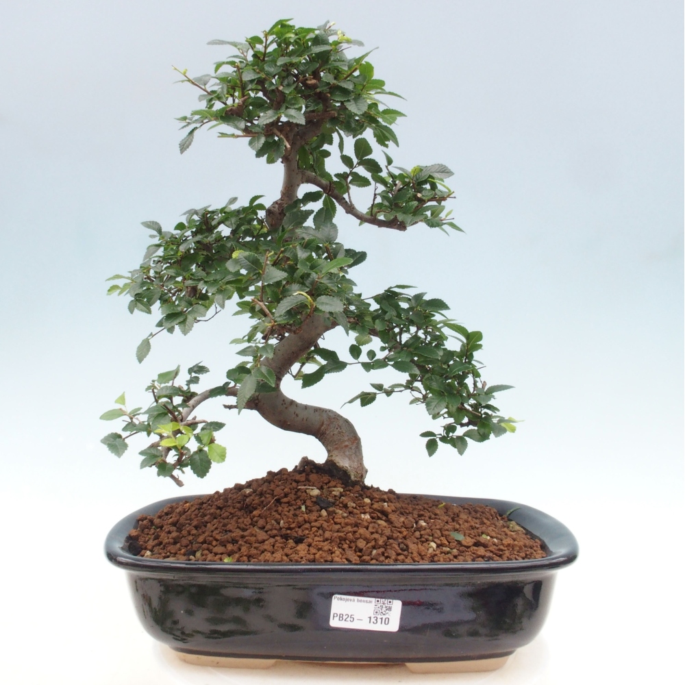Pokojová bonsai - Ulmus parvifolia - Malolistý jilm