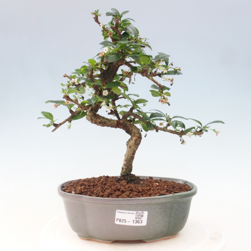 Pokojová bonsai - Carmona macrophylla - Čaj fuki
