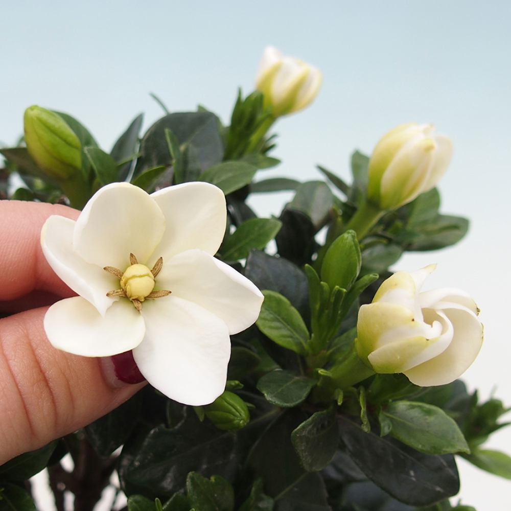 Pokojová bonsai - Gardenia jasminoides-Gardenie