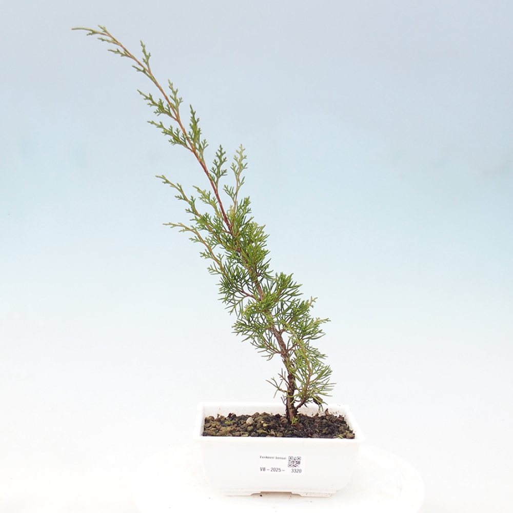 Venkovní bonsai - Juniperus chinensis Itoigawa -Jalovec čínský