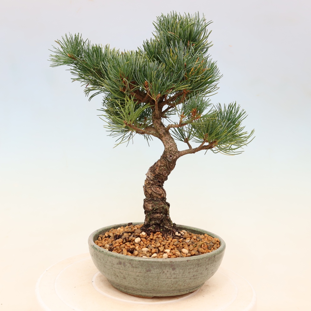 Venkovní bonsai - Pinus parviflora - Borovice drobnokvětá