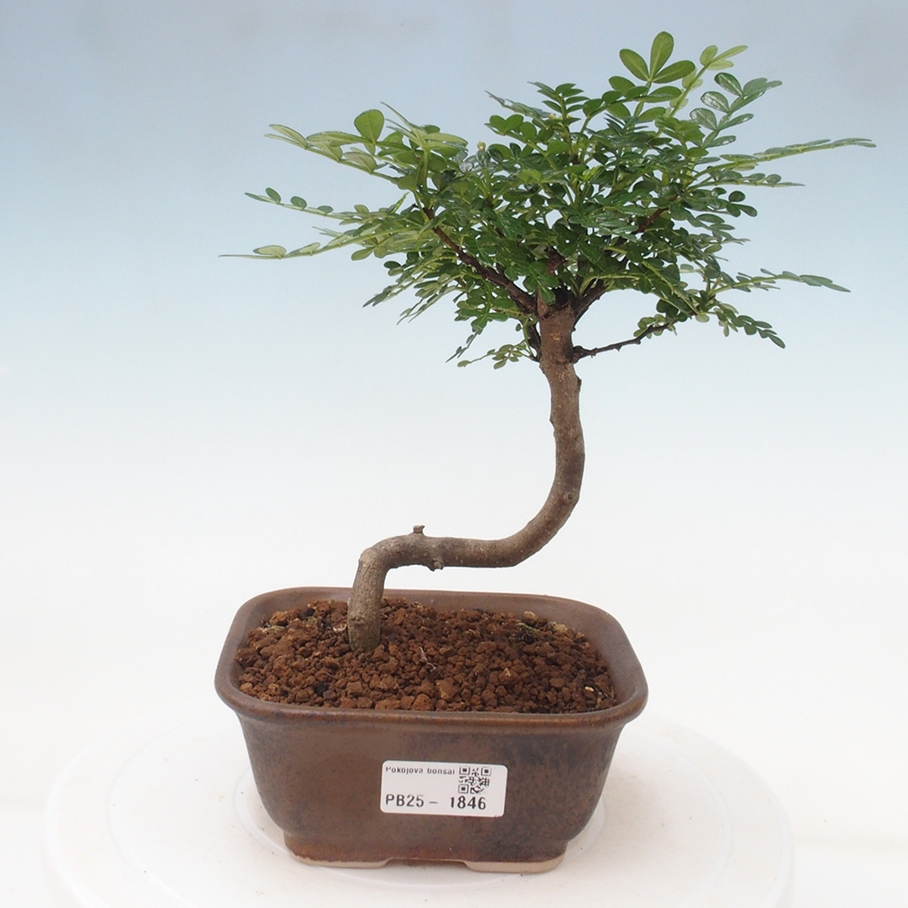 Pokojová bonsai - Zantoxylum piperitum - pepřovník