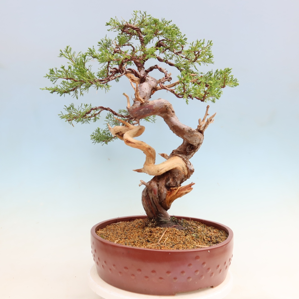 Venkovní bonsai - Juniperus chinensis Itoigawa-Jalovec čínský