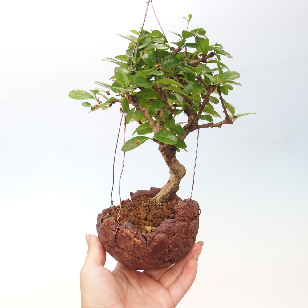Kokedama v keramice - Čaj-fuki - Carmona macrophylla