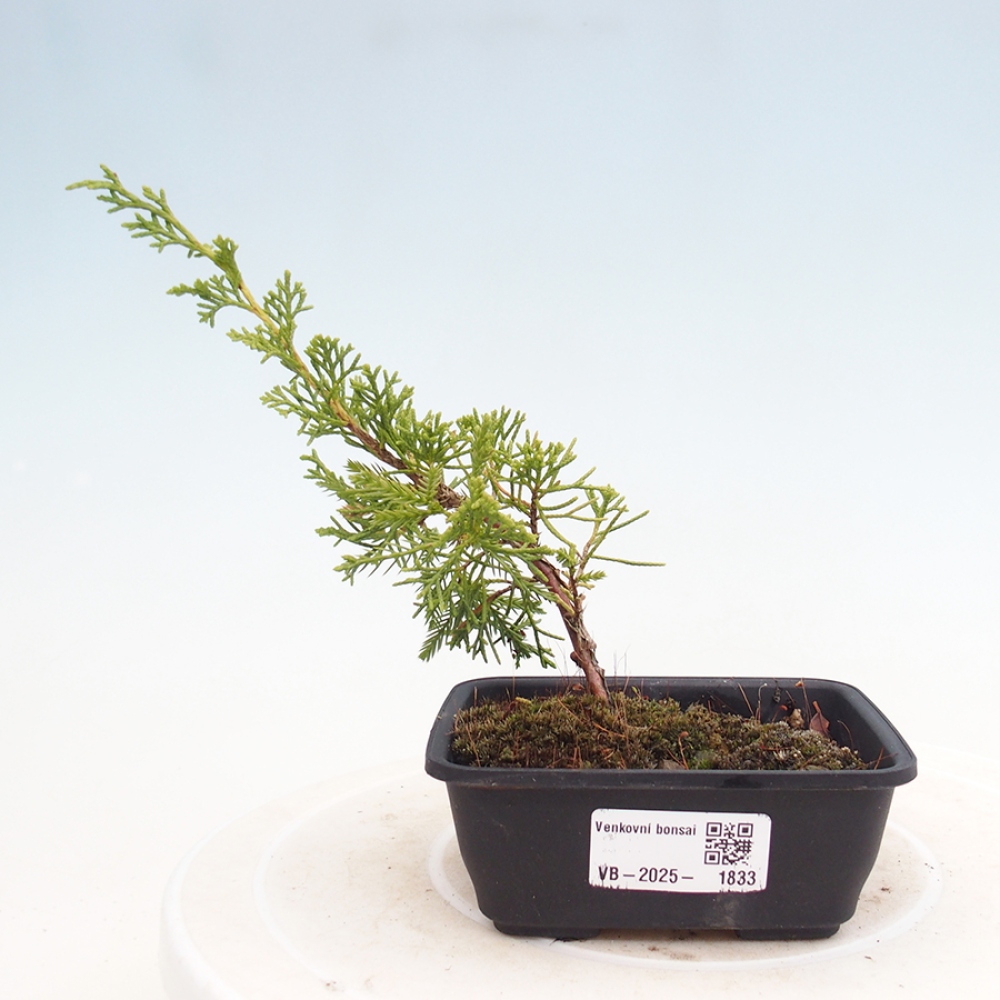 Venkovní bonsai - Juniperus chinensis Itoigawa -Jalovec čínský
