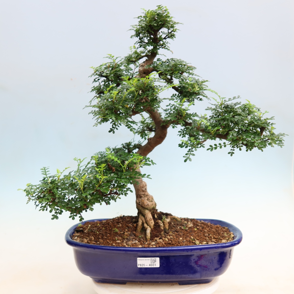 Pokojová bonsai - Zantoxylum piperitum - pepřovník