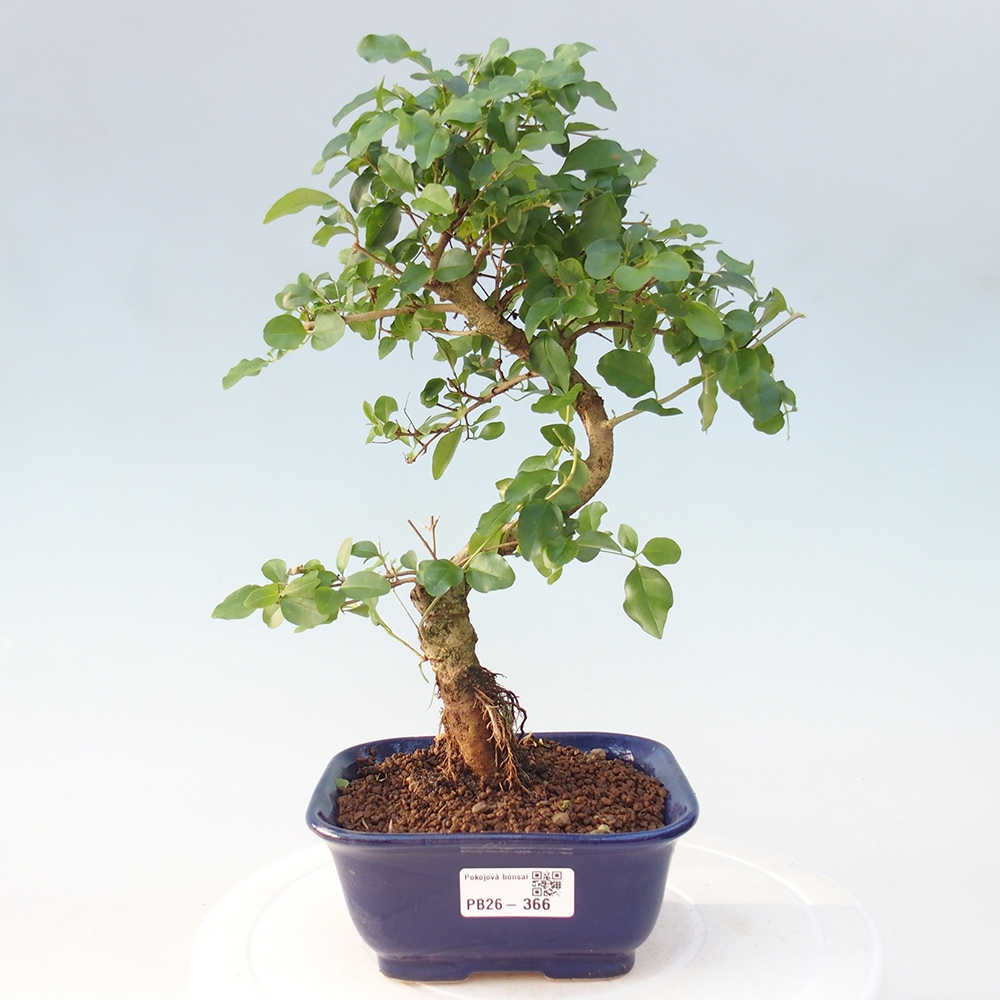 Pokojová bonsai -Ligustrum chinensis - Ptačí zob