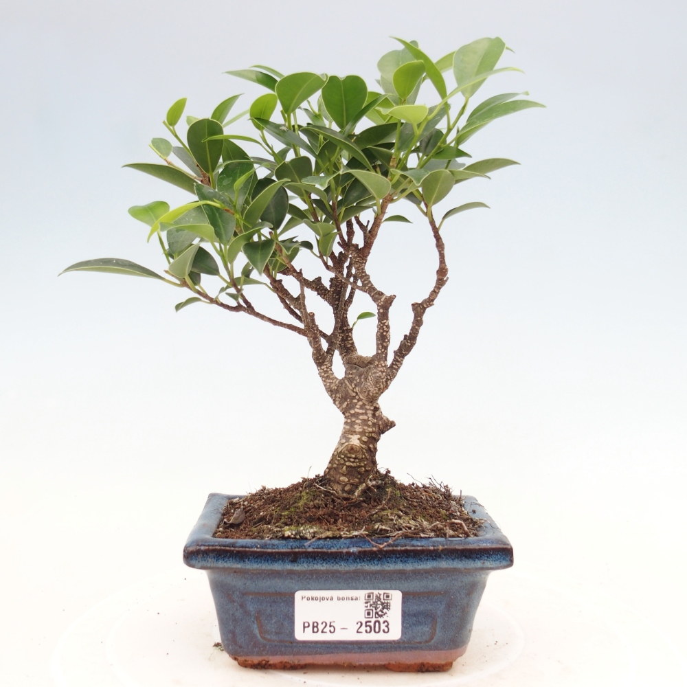 Pokojová bonsai Ficus retusa kimmen