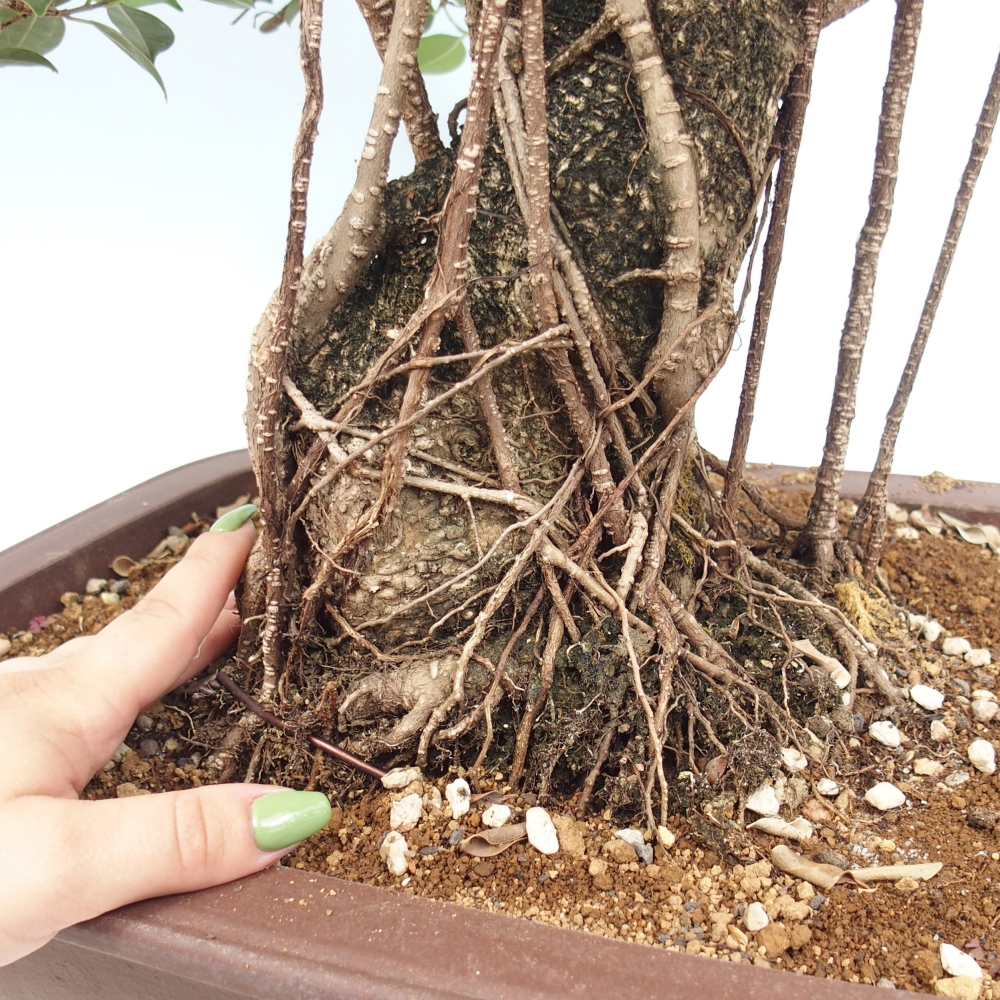 Pokojová bonsai - Ficus kimmen -  malolistý fíkus - POUZE OSOBNÍ ODBĚR nebo paletová přeprava
