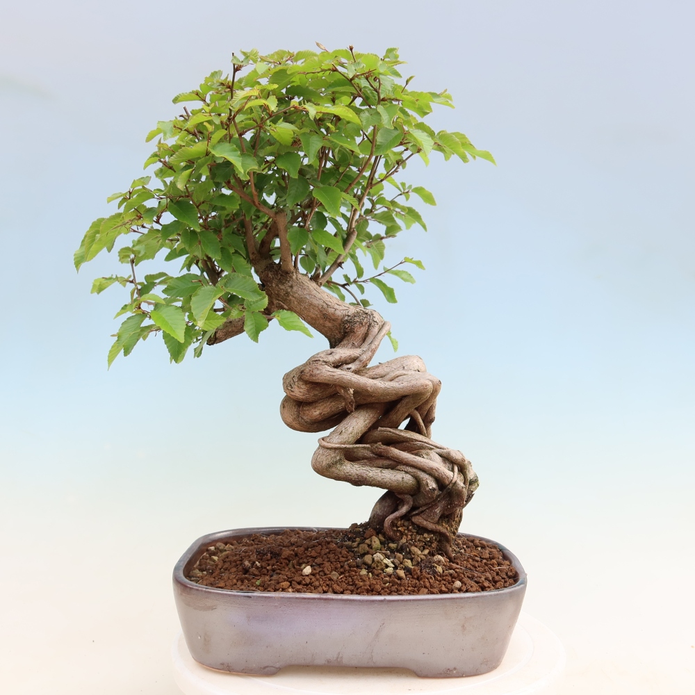 Venkovní bonsai -Carpinus Coreana - Habr korejský