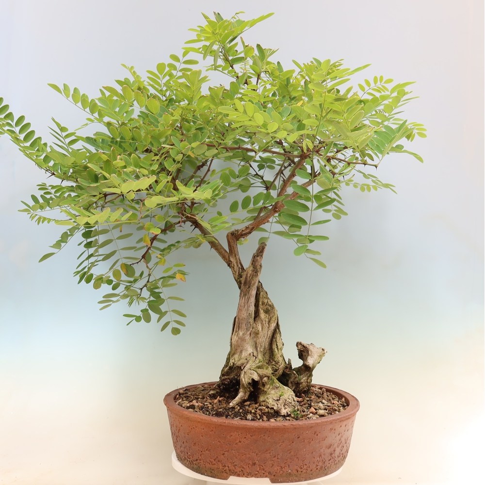 Venkovní bonsai - Trnovník  Akát - Robinia pseudoacacia