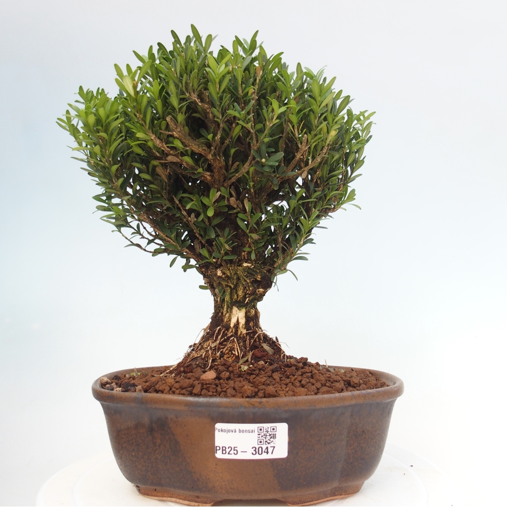Pokojová bonsai - Buxus harlandii - korkový buxus