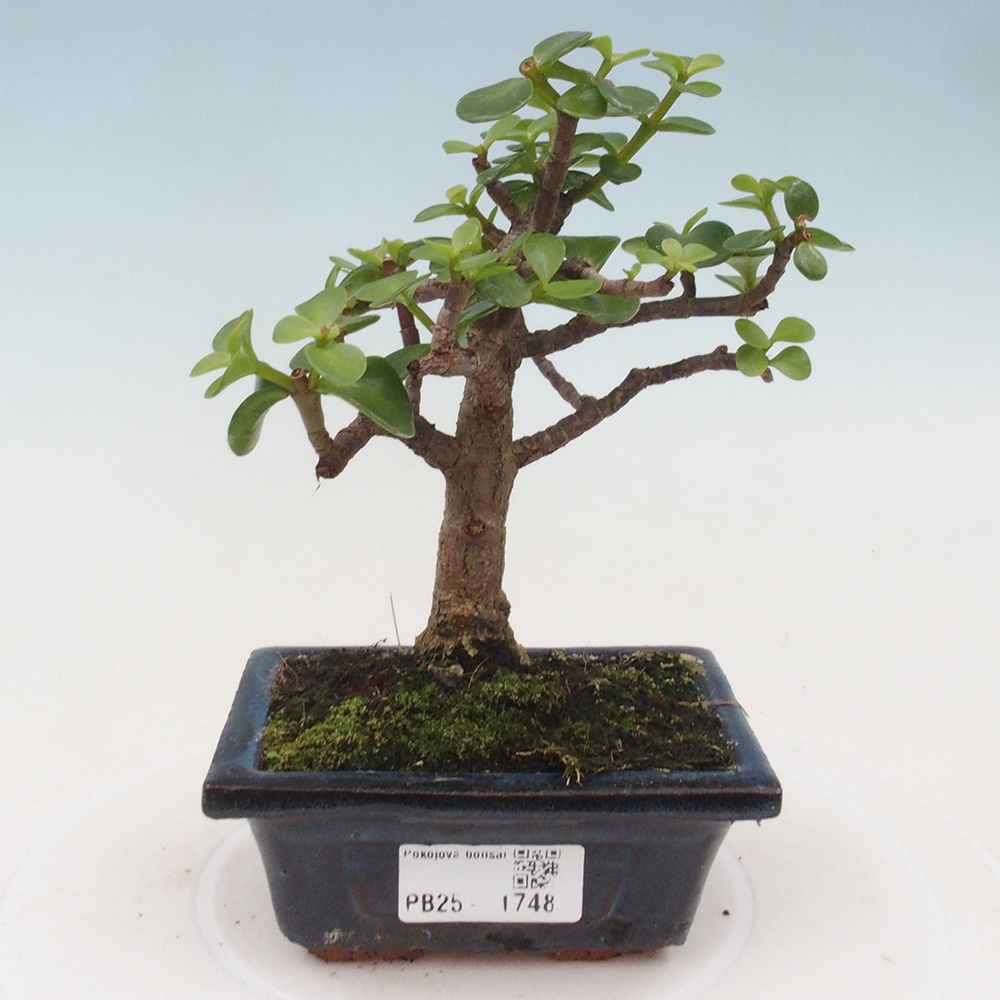 Pokojová bonsai - Portulakaria Afra - Tlustice