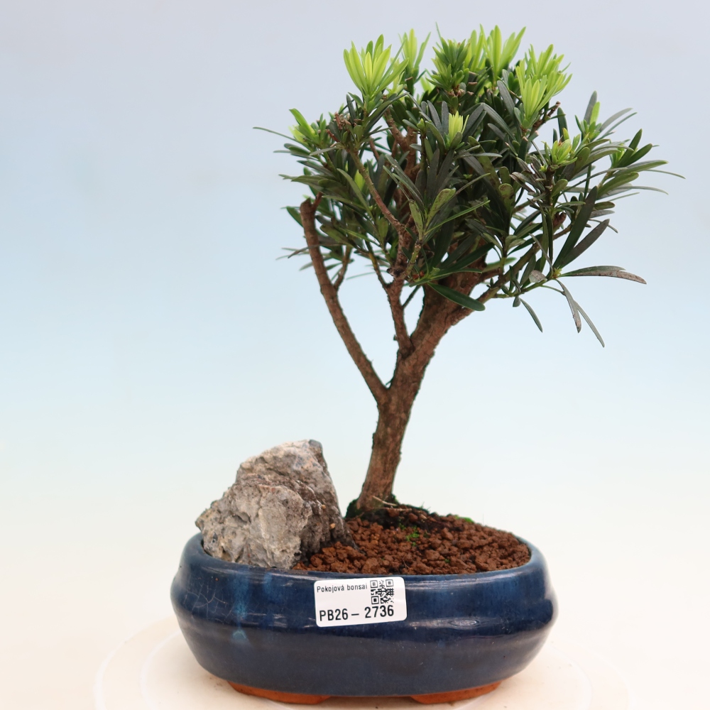 Pokojová bonsai - Podocarpus - Kamenný tis