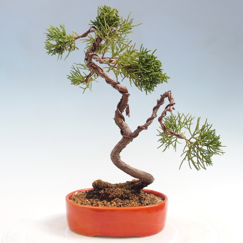 Venkovní bonsai - Juniperus chinensis Kishu -Jalovec čínský