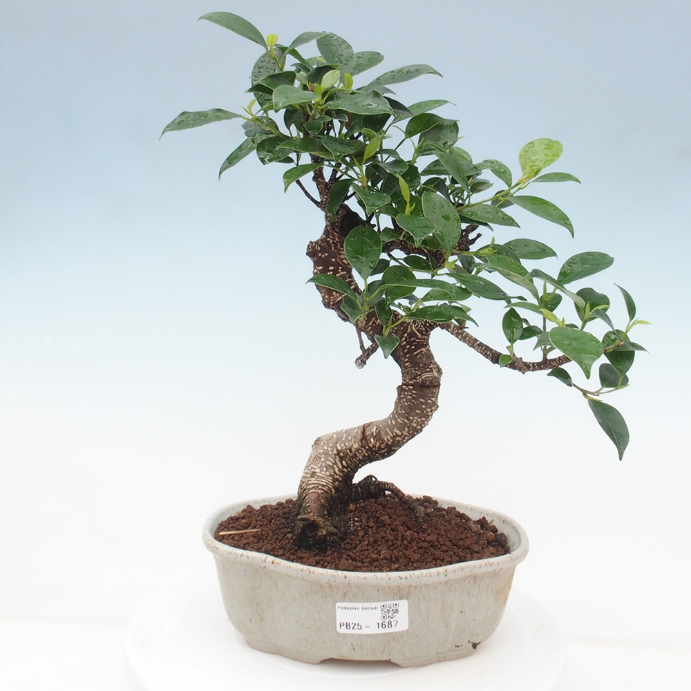 Pokojová bonsai - Ficus retusa -  malolistý fíkus