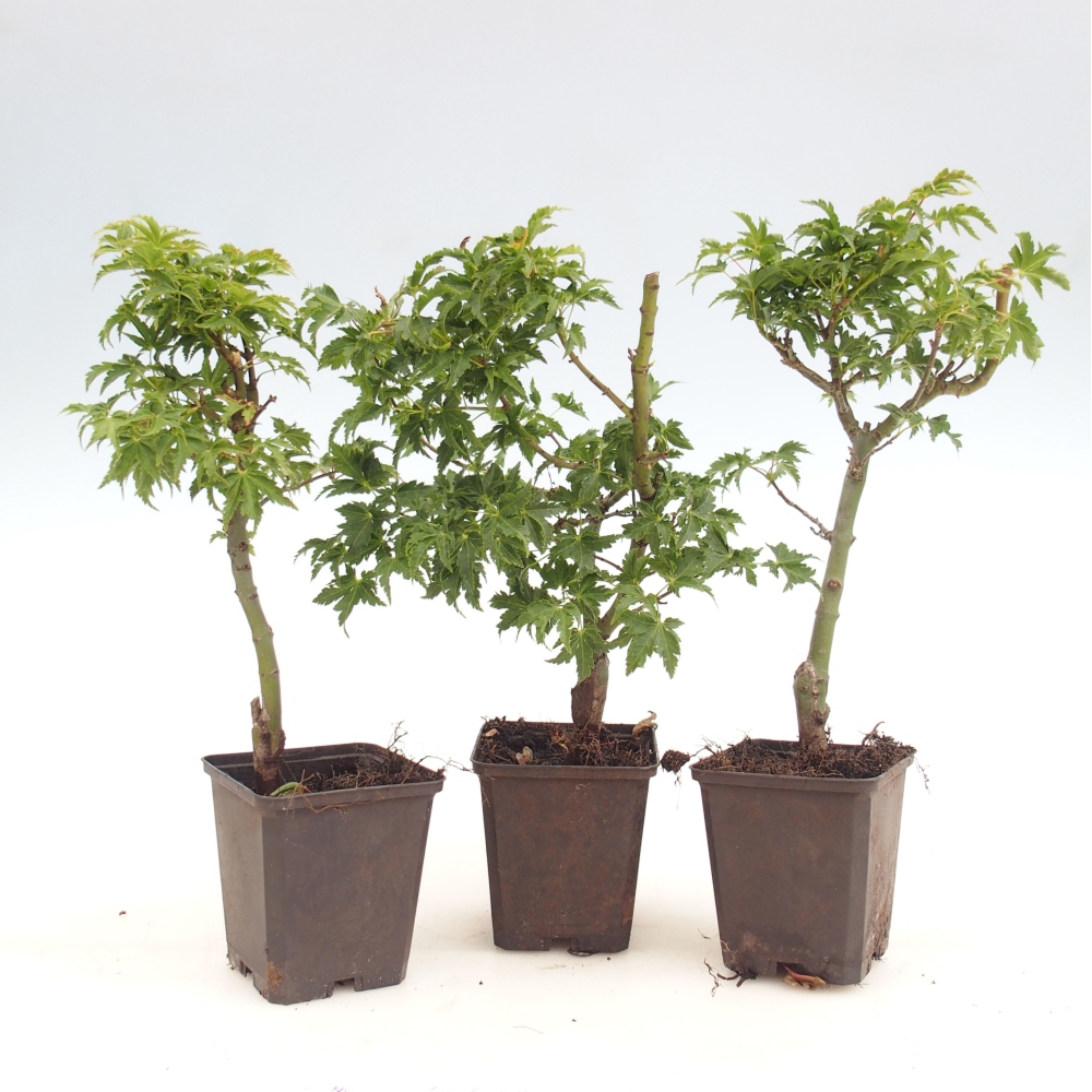Venkovní bonsai -Javor dlanitolistý - Acer palmatum Shishigashira v kontejneru