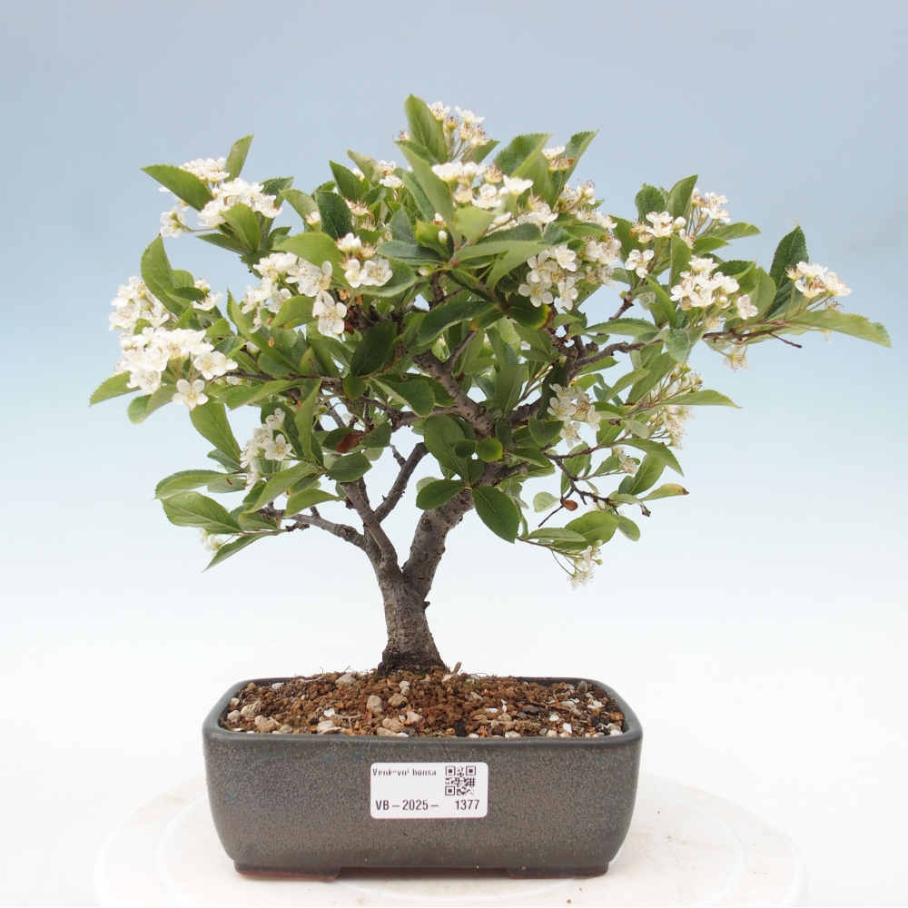 Venkovní bonsai - Blýskalka chlupatá - Photinia villosa