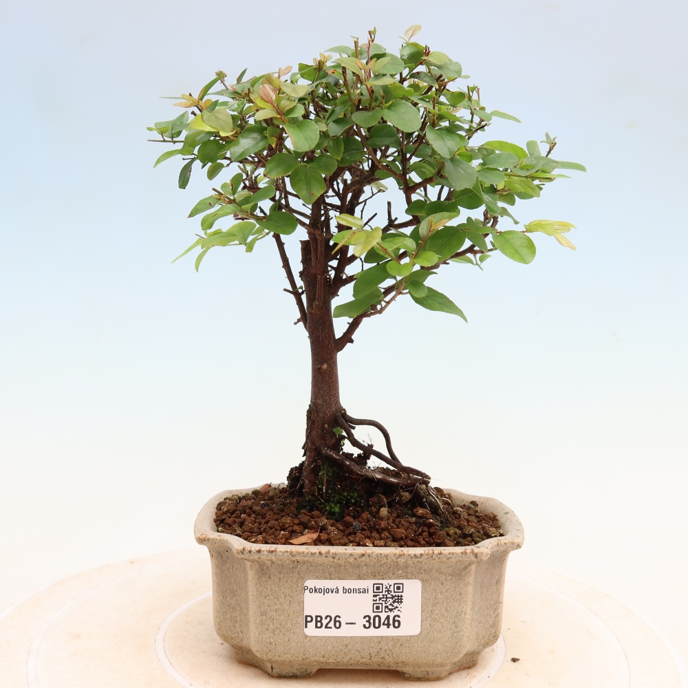 Pokojová bonsai - Sagerécie thea - Sagerécie thea