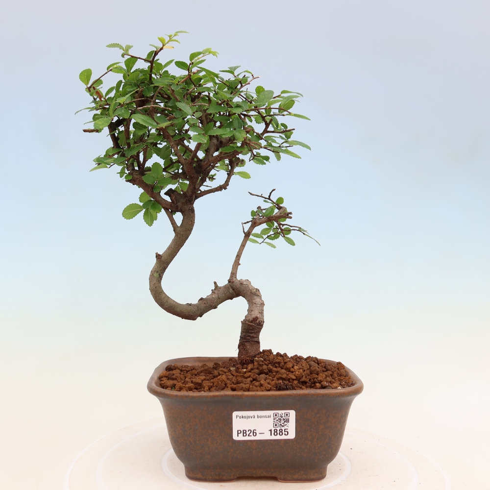 Pokojová bonsai - Ulmus parvifolia - Malolistý jilm