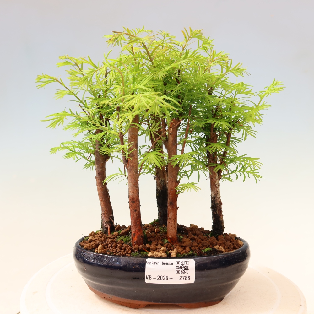 Venkovní bonsai - Metasequoia glyptostroboides - Metasekvoje čínská - lesík