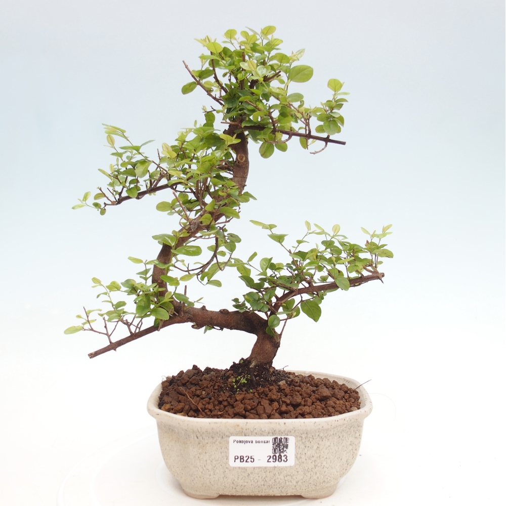 Pokojová bonsai - Sagerécie thea - Sagerécie thea
