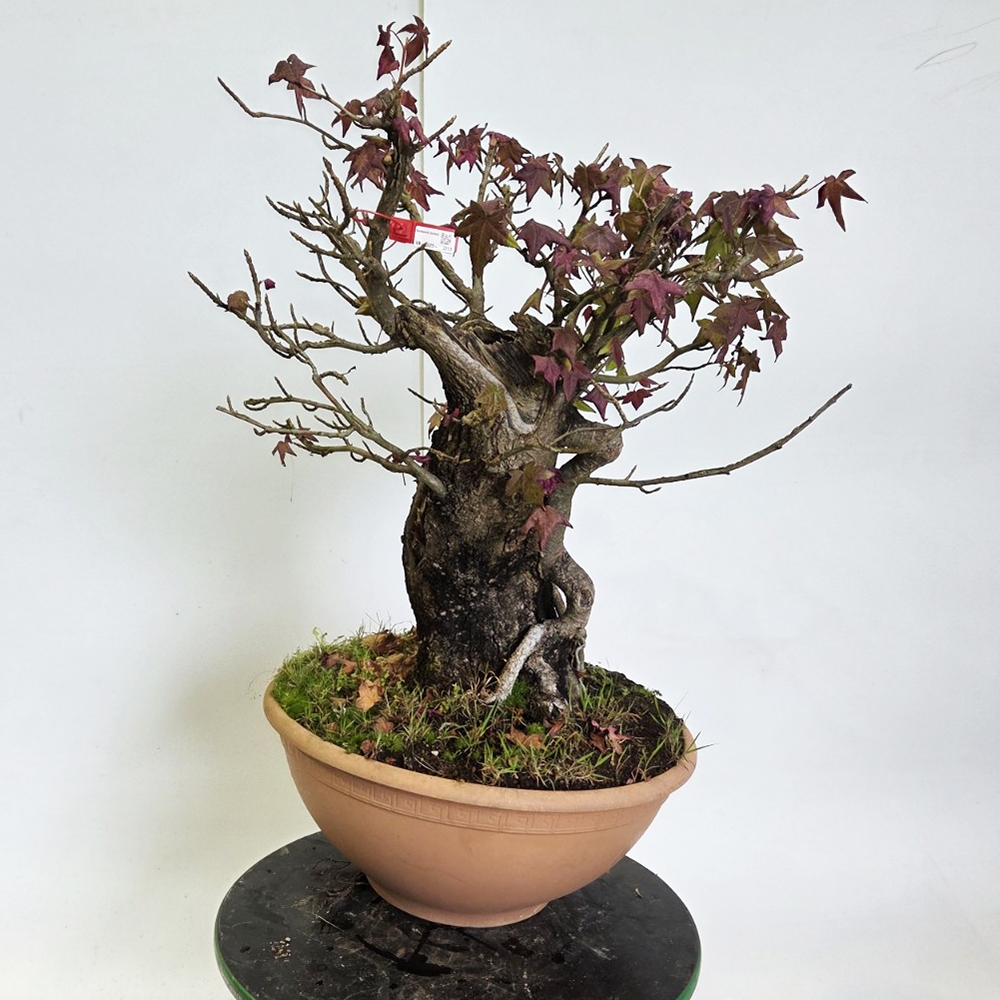 Venkovní bonsai - Ambroň západní - Liquidambar styraciflua