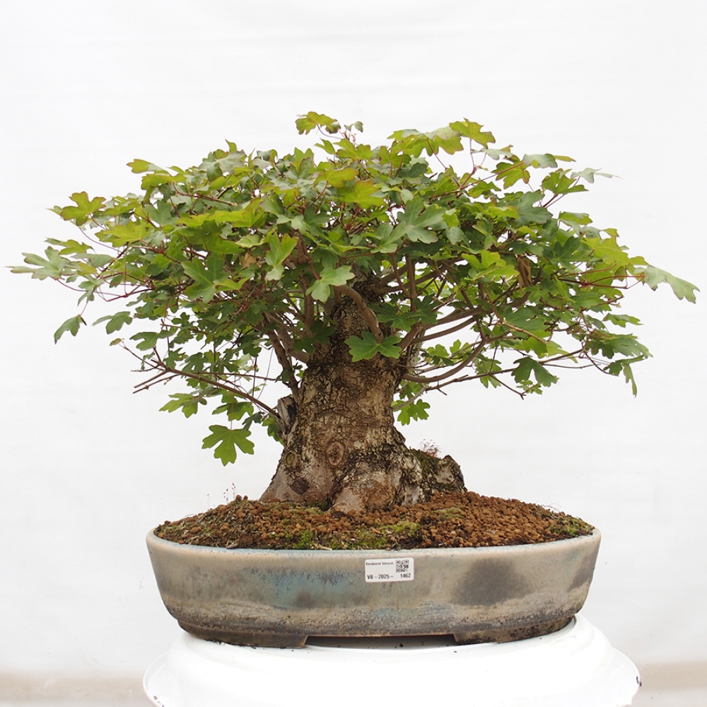 Venkovní bonsai -Javor babyka - Acer campestre