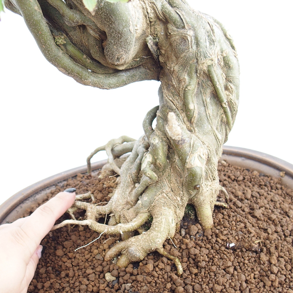 Venkovní bonsai - Acer Buergerianum - Javor Burgerův